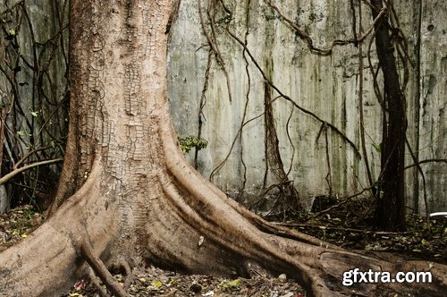 Old tree root of a dead tree stump bark forest moss mold 25 HQ Jpeg