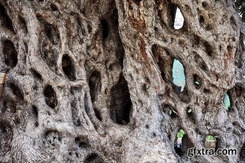 Old tree root of a dead tree stump bark forest moss mold 25 HQ Jpeg