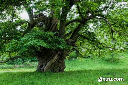 Old tree root of a dead tree stump bark forest moss mold 25 HQ Jpeg