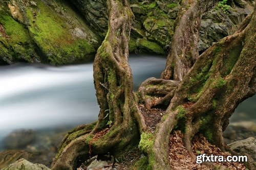 Old tree root of a dead tree stump bark forest moss mold 25 HQ Jpeg