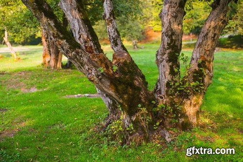 Old tree root of a dead tree stump bark forest moss mold 25 HQ Jpeg