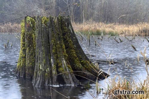 Old tree root of a dead tree stump bark forest moss mold 25 HQ Jpeg