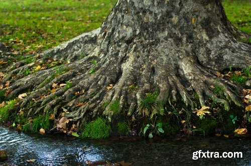 Old tree root of a dead tree stump bark forest moss mold 25 HQ Jpeg