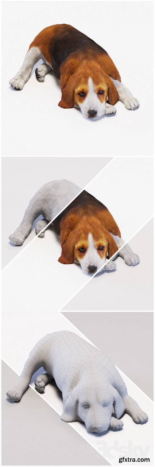 Beagle Dog 3d Model