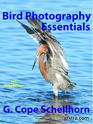 Bird Photography Essentials