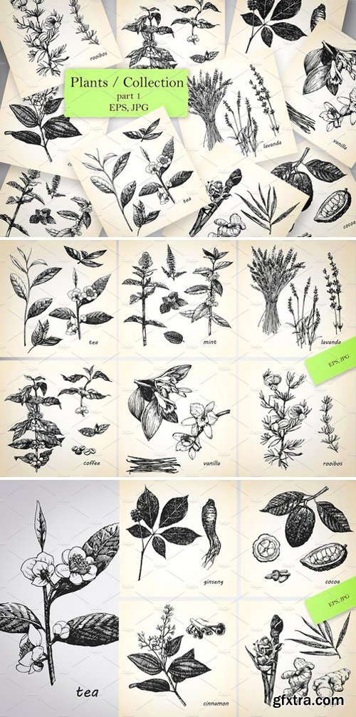 CM - Plants / Collection 2544631