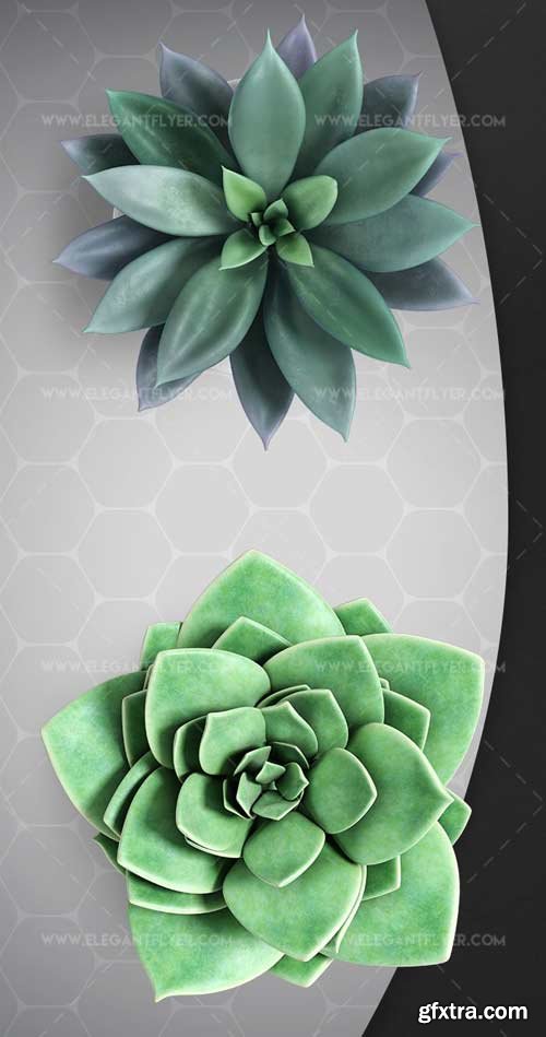 Succulents V1 2018 3d Render Templates