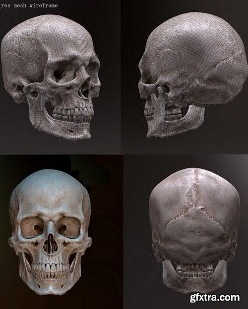 Human Skull 3D Model