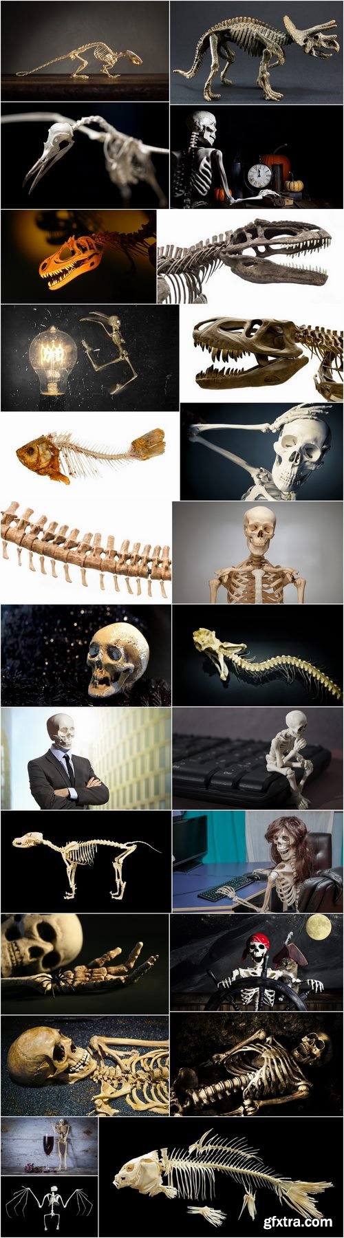 Animal human skeleton 25 HQ Jpeg