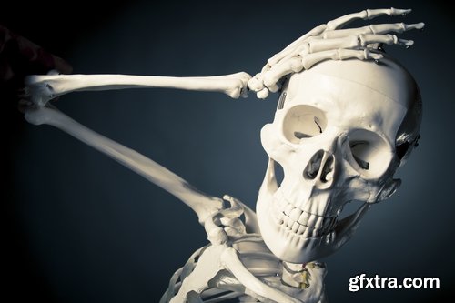 Animal human skeleton 25 HQ Jpeg