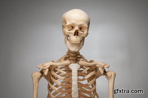 Animal human skeleton 25 HQ Jpeg