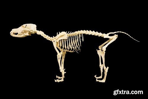 Animal human skeleton 25 HQ Jpeg