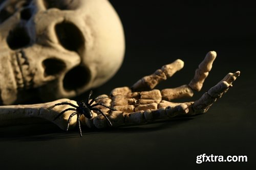 Animal human skeleton 25 HQ Jpeg