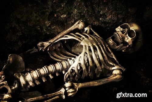 Animal human skeleton 25 HQ Jpeg