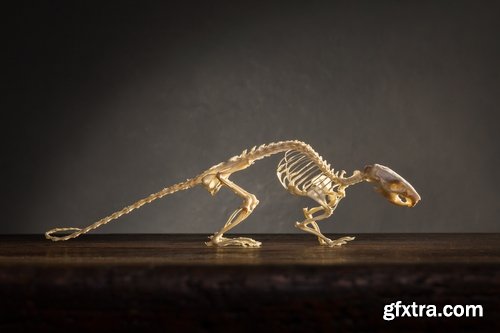 Animal human skeleton 25 HQ Jpeg