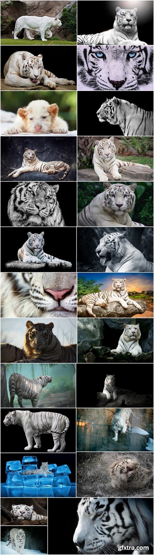 White tiger spotted fur 25 HQ Jpeg