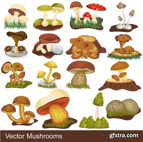 Mushrooms and fungi of different species breed class poisonous edible 25 EPS