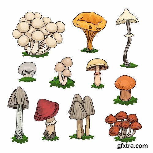 Mushrooms and fungi of different species breed class poisonous edible 25 EPS