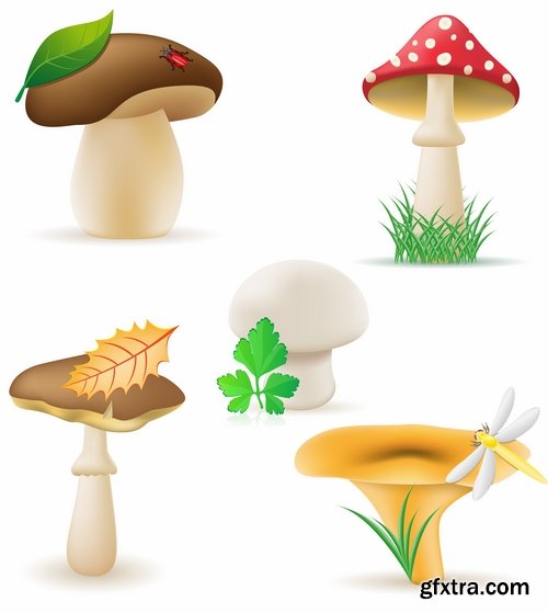 Mushrooms and fungi of different species breed class poisonous edible 25 EPS