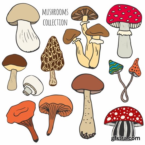 Mushrooms and fungi of different species breed class poisonous edible 25 EPS