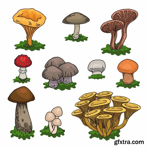 Mushrooms and fungi of different species breed class poisonous edible 25 EPS