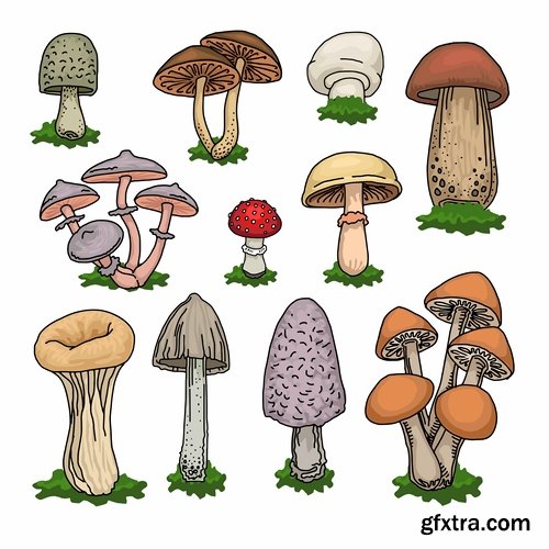 Mushrooms and fungi of different species breed class poisonous edible 25 EPS