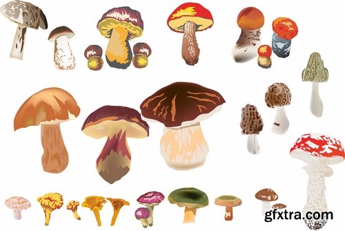 Mushrooms and fungi of different species breed class poisonous edible 25 EPS