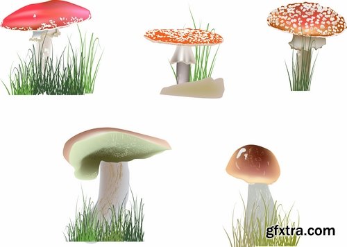 Mushrooms and fungi of different species breed class poisonous edible 25 EPS