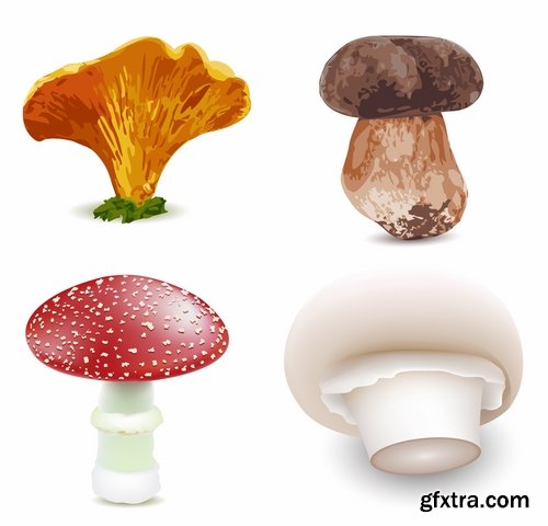 Mushrooms and fungi of different species breed class poisonous edible 25 EPS