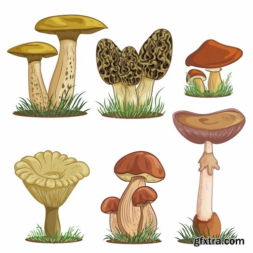 Mushrooms and fungi of different species breed class poisonous edible 25 EPS