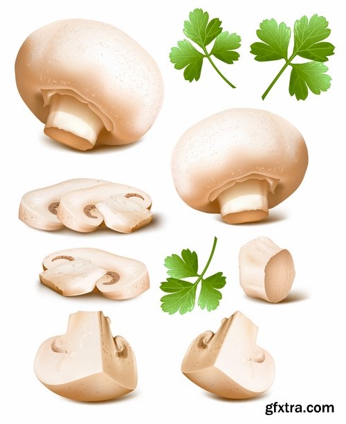 Mushrooms and fungi of different species breed class poisonous edible 25 EPS