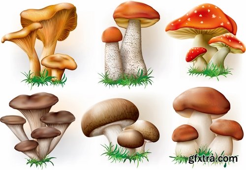 Mushrooms and fungi of different species breed class poisonous edible 25 EPS