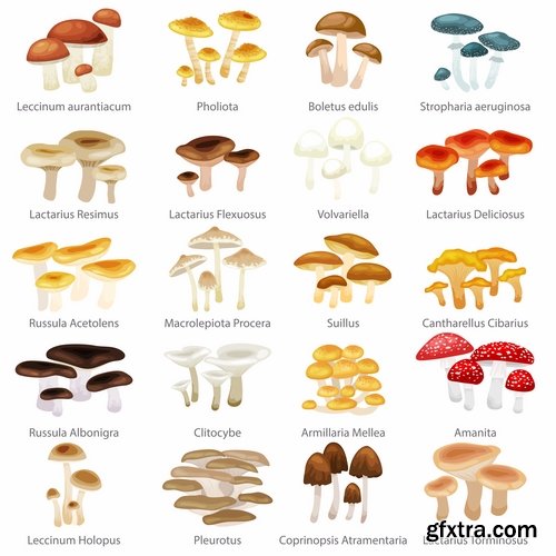 Mushrooms and fungi of different species breed class poisonous edible 25 EPS