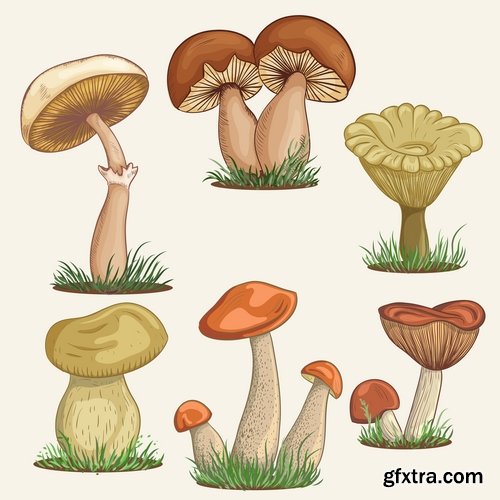 Mushrooms and fungi of different species breed class poisonous edible 25 EPS