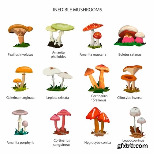 Mushrooms and fungi of different species breed class poisonous edible 25 EPS