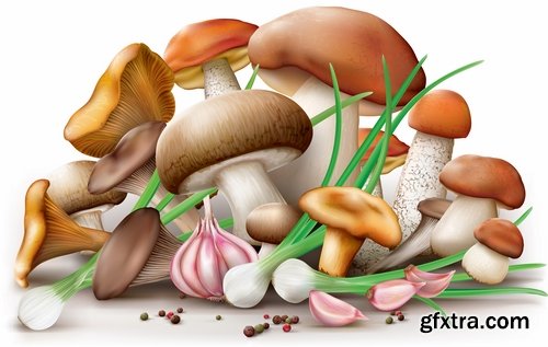 Mushrooms and fungi of different species breed class poisonous edible 25 EPS