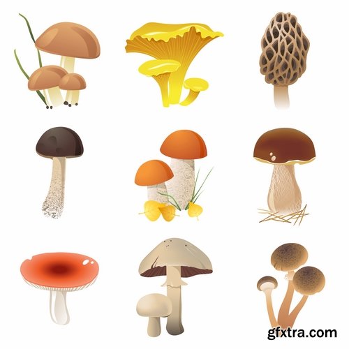 Mushrooms and fungi of different species breed class poisonous edible 25 EPS