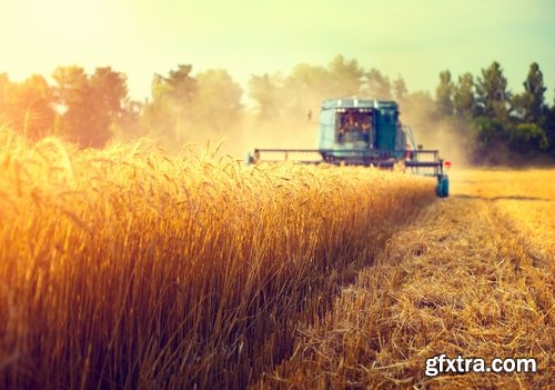 Combine tractor harvesting field of agricultural crop harvester 25 HQ Jpeg