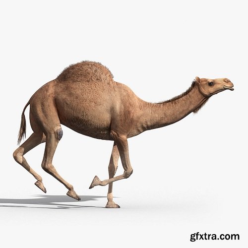 Camel (ANIMATED)