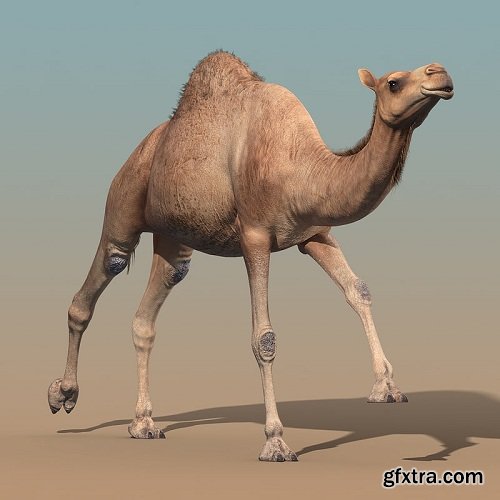 Camel (ANIMATED)