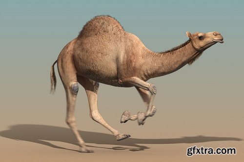 Camel (ANIMATED)