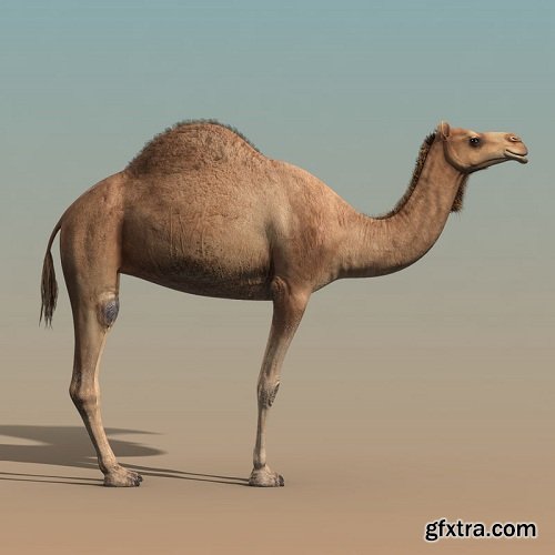 Camel (ANIMATED)