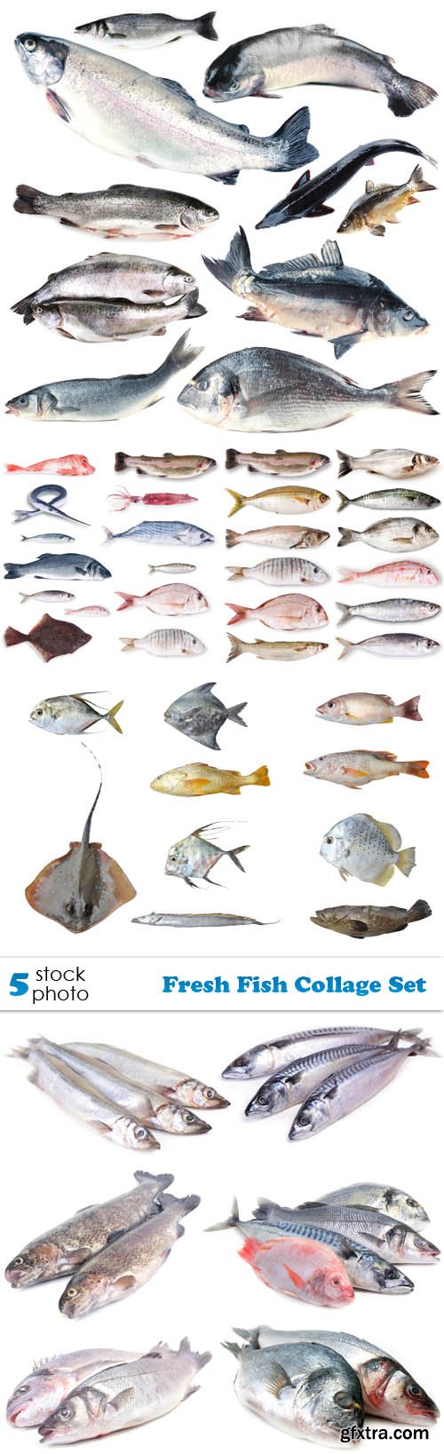 Photos - Fresh Fish Collage Set