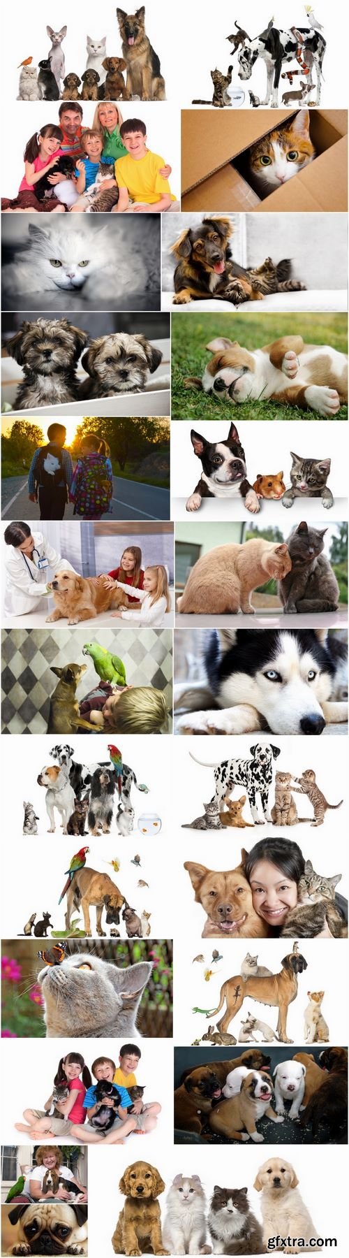 Pets pet dog cat animal bird 25 HQ Jpeg