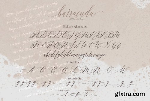 CreativeMarket Barracuda Script 2639531