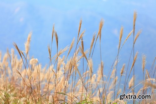 Autumn grass field landscape ear of yellow leaf 25 HQ Jpeg