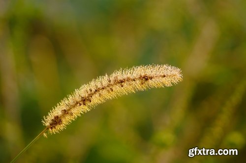 Autumn grass field landscape ear of yellow leaf 25 HQ Jpeg