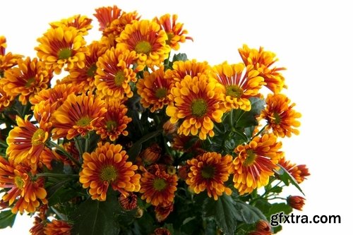 Autumn flowers bouquet of yellow 25 HQ Jpeg