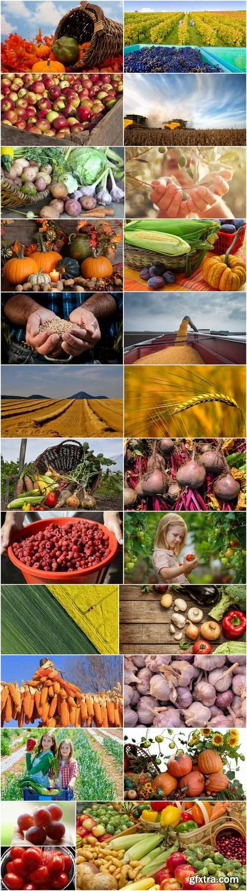 Harvest field agriculture vegetables fruits agriculturist autumn 25 HQ Jpeg