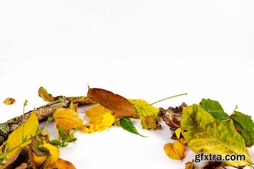 Natural Autumn - Product Mockups